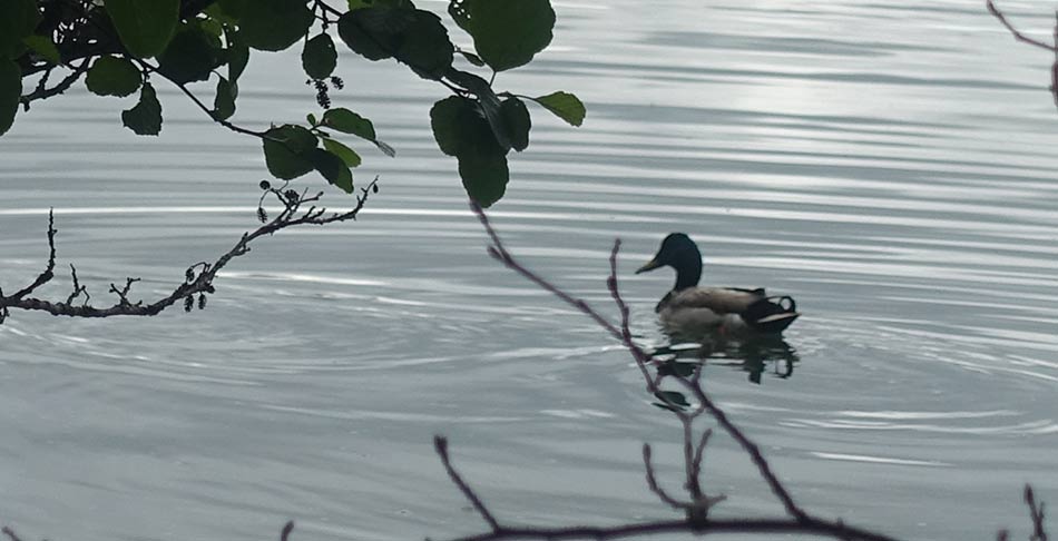 Le lac Chambon